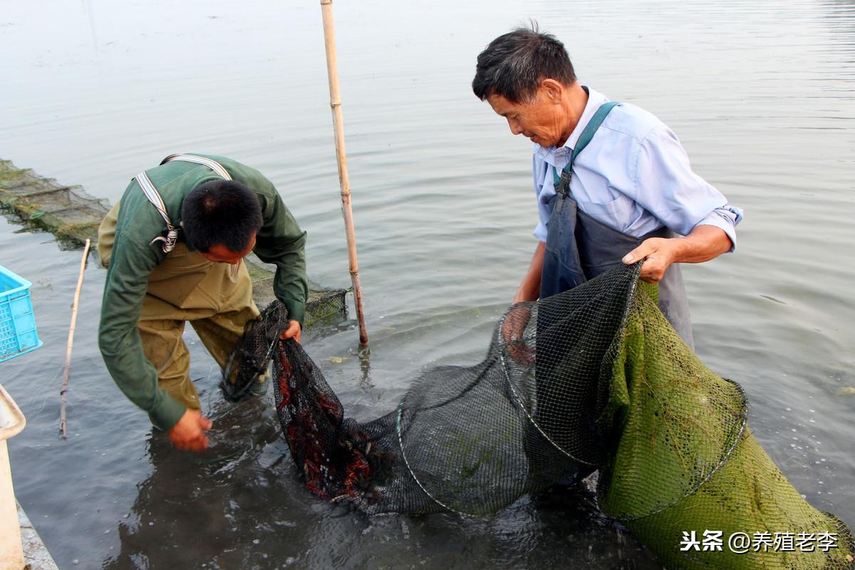 网箱养殖黑鱼视频_黑鱼网箱养殖技术_养殖网箱黑鱼技术视频