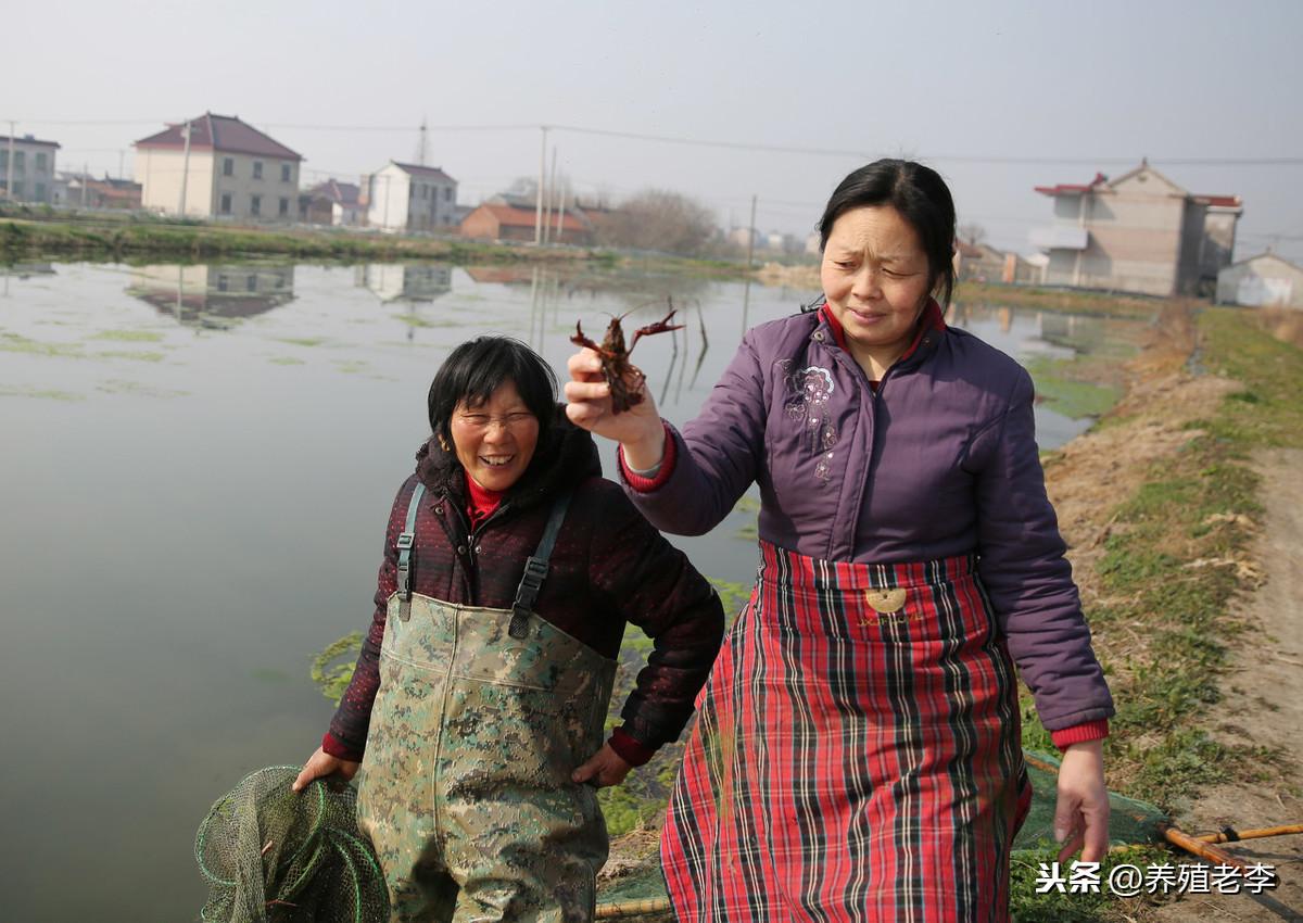 养殖网箱黑鱼技术视频_网箱养殖黑鱼视频_黑鱼网箱养殖技术