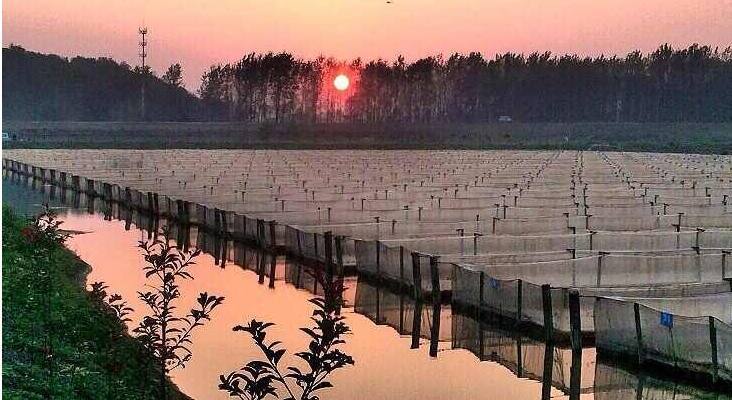 江苏开春网业教你网箱养殖水蛭的技术