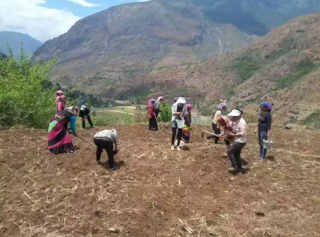 种植中药材致富快车_致富经药材种植业完整版_中药材种植致富经