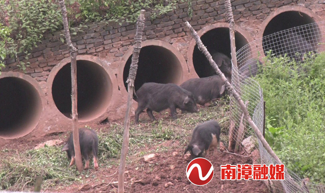 南漳大山村:生态养殖藏香猪 走出特色致富路