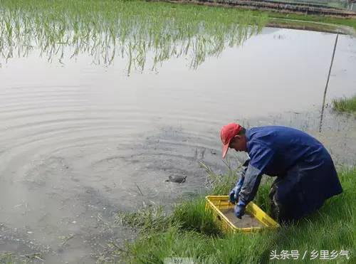 致富经茭白田套养_茭白田里最好套养什么_茭白田套养田螺技术