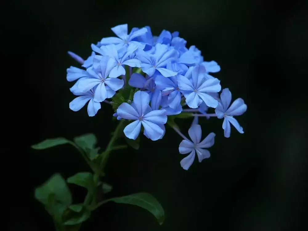 地栽六倍利_六倍利种植技术_六倍利种子催芽