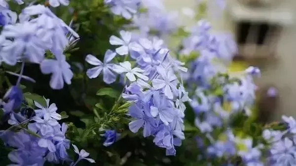 六倍利种植技术_地栽六倍利_六倍利种子催芽