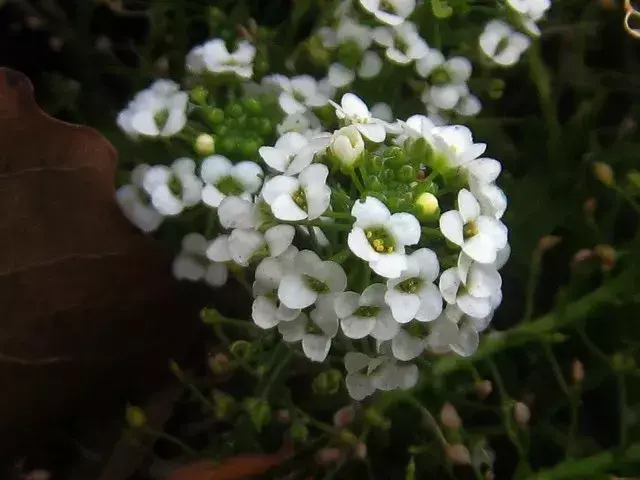 地栽六倍利_六倍利种子催芽_六倍利种植技术