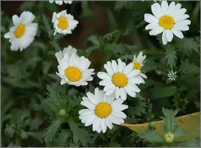 六倍利种子催芽_地栽六倍利_六倍利种植技术