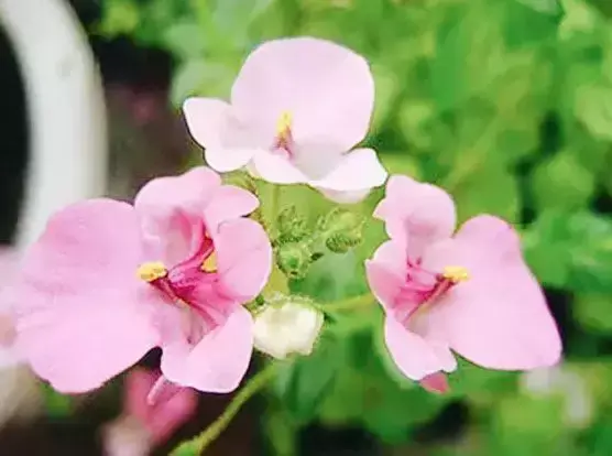 地栽六倍利_六倍利种子催芽_六倍利种植技术