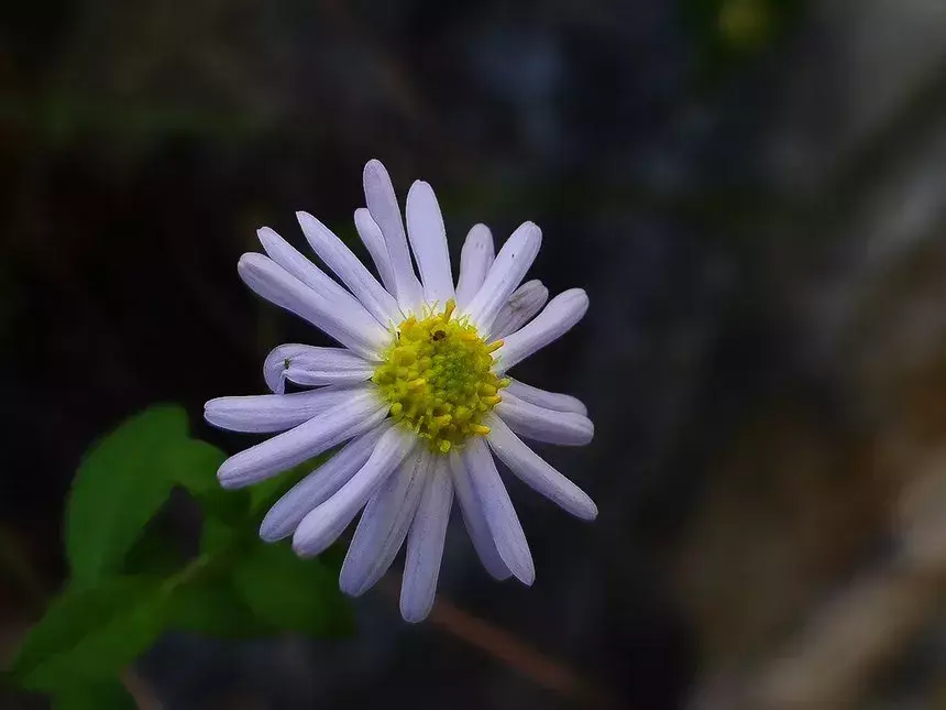 六倍利种植技术_地栽六倍利_六倍利种子催芽