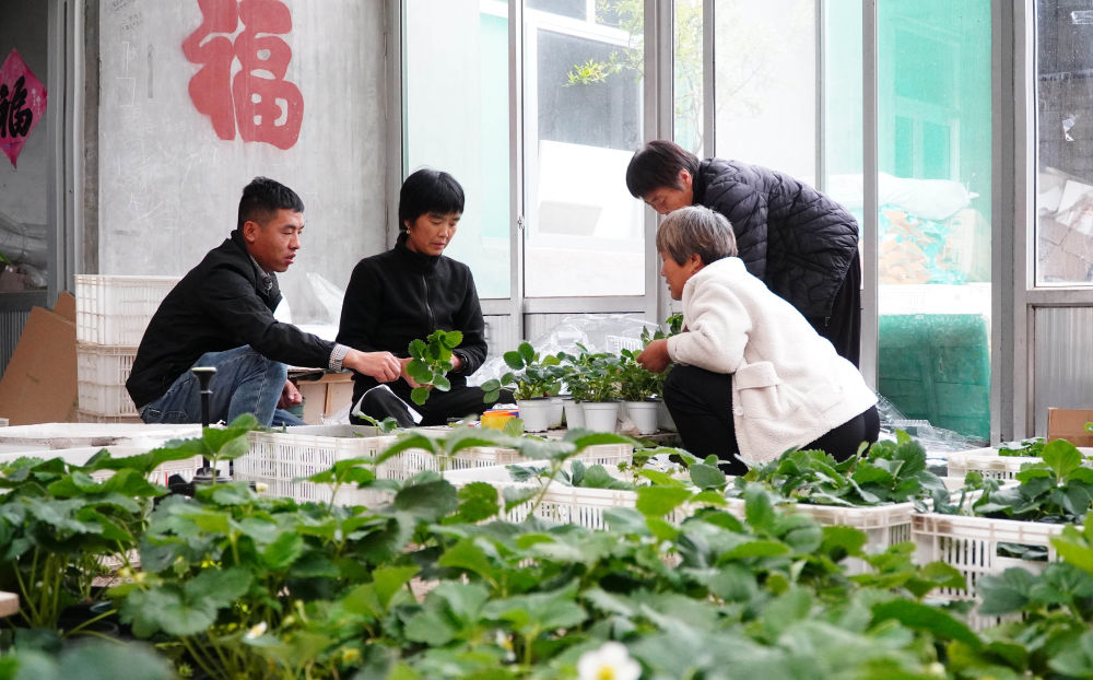 聊城农民种植致富_聊城市种植的农作物_聊城农业种植情况