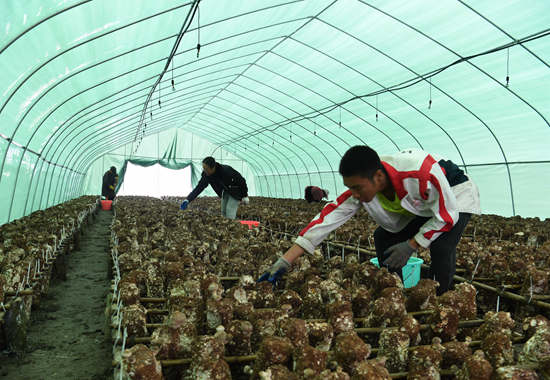 昭平：发展有机蘑菇种植 走好乡村振兴道路