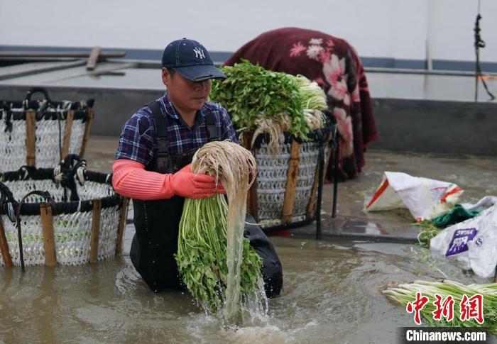 茭白田套养河蟹_致富经茭白种植_致富经茭白田套养