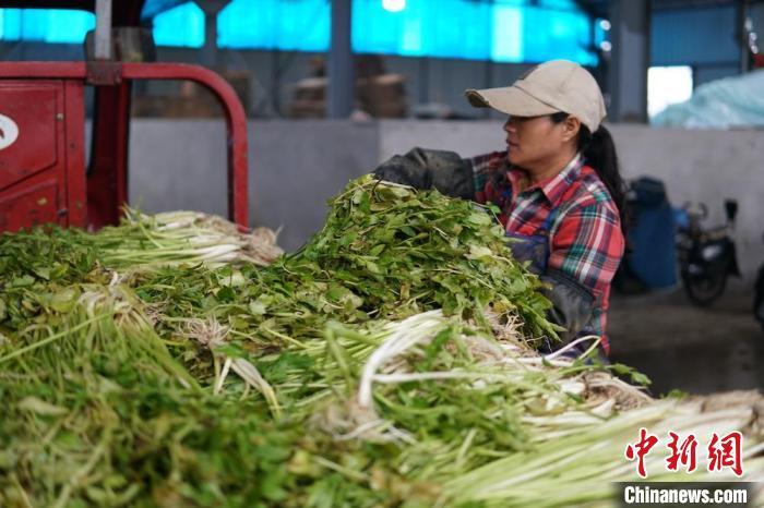 致富经茭白田套养_茭白田套养河蟹_致富经茭白种植