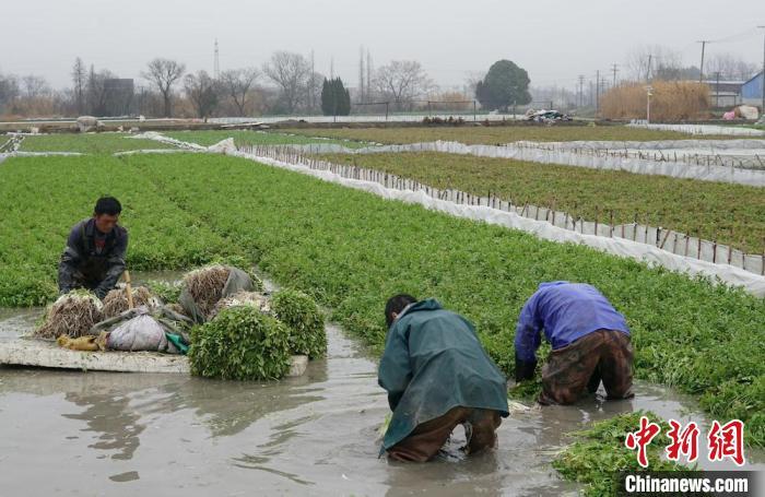 致富经茭白田套养_致富经茭白种植_茭白田套养河蟹