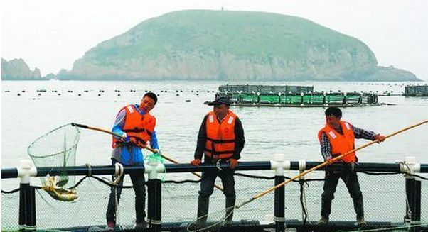 改革开放看台州 | 靠海吃海创出致富路 芦浦:耕海牧渔第一镇