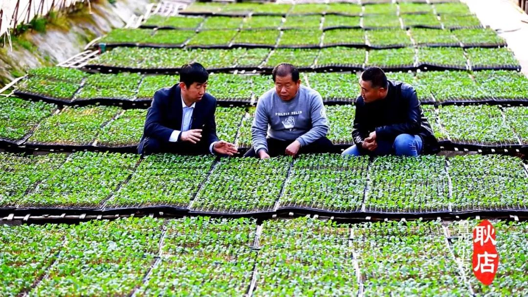 山东聊城蔬菜种植基地_山东聊城种植_聊城农民种植致富