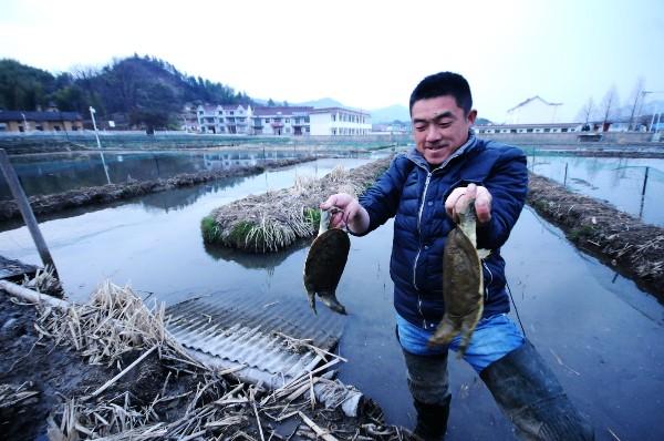 茭白甲鱼“搭档”鼓了安庆岳西农户口袋