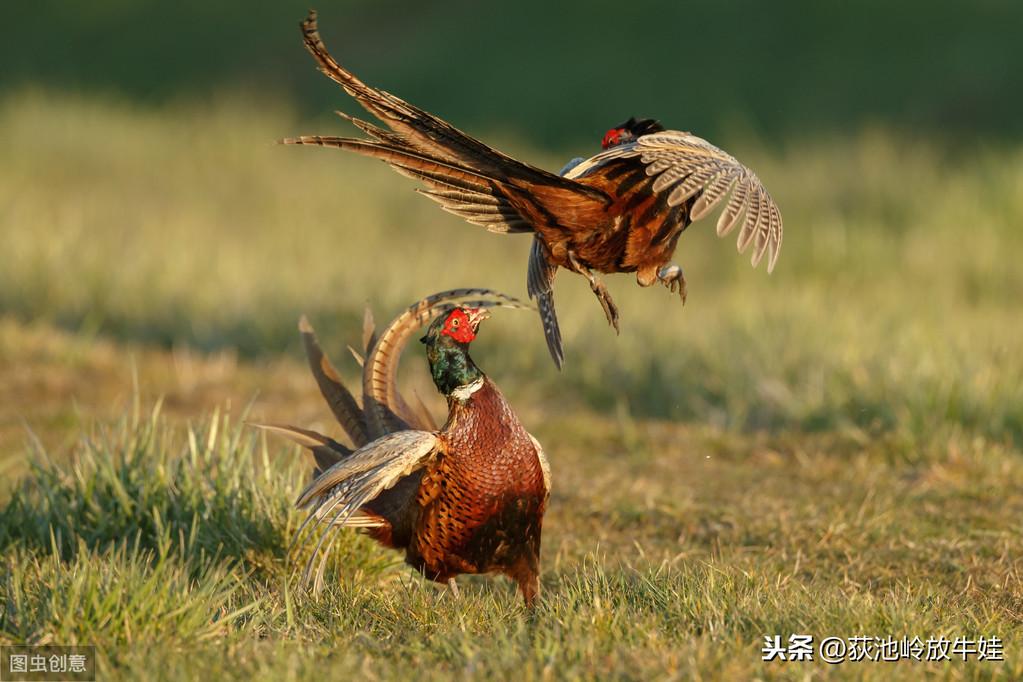 视频致富七彩山鸡是真的吗_致富经七彩山鸡视频_致富经七彩山鸡养殖视频