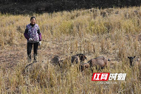 致富经养黑山羊视频播放_致富经湖北黑山羊_致富经黑山羊养殖场的视频