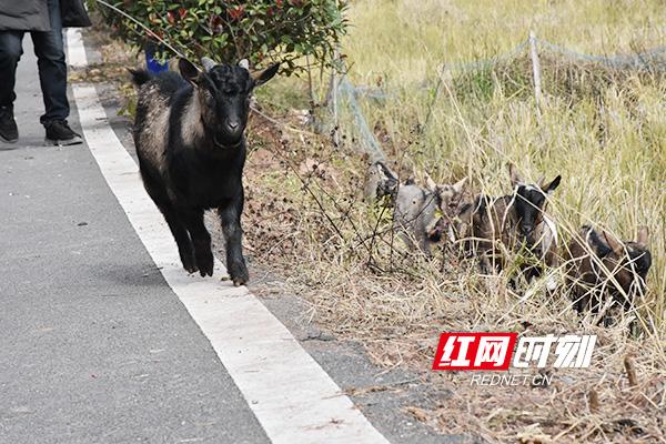 致富经黑山羊养殖场的视频_致富经湖北黑山羊_致富经养黑山羊视频播放