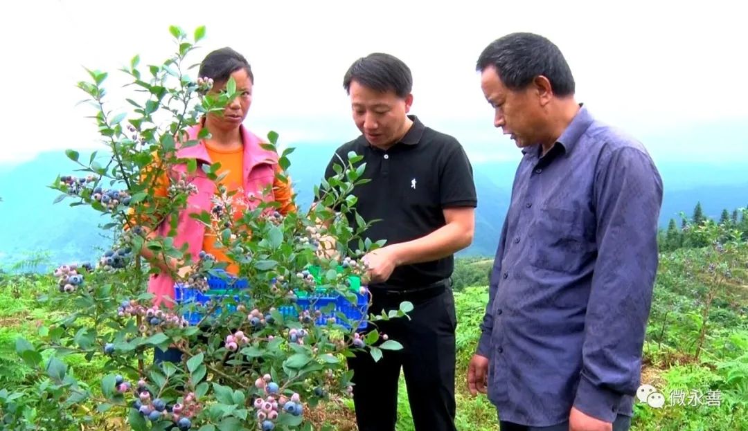 蓝莓致富经_种植蓝莓致富视频_种植蓝莓赚钱吗