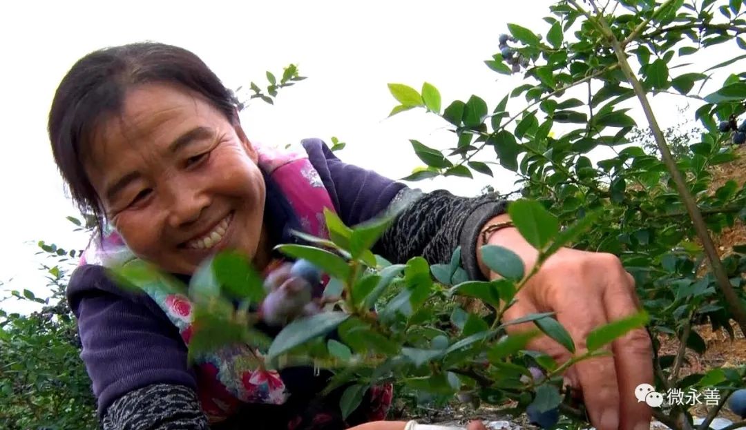 种植蓝莓赚钱吗_蓝莓致富经_种植蓝莓致富视频