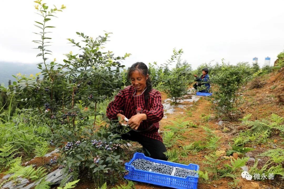 蓝莓致富经_种植蓝莓赚钱吗_种植蓝莓致富视频