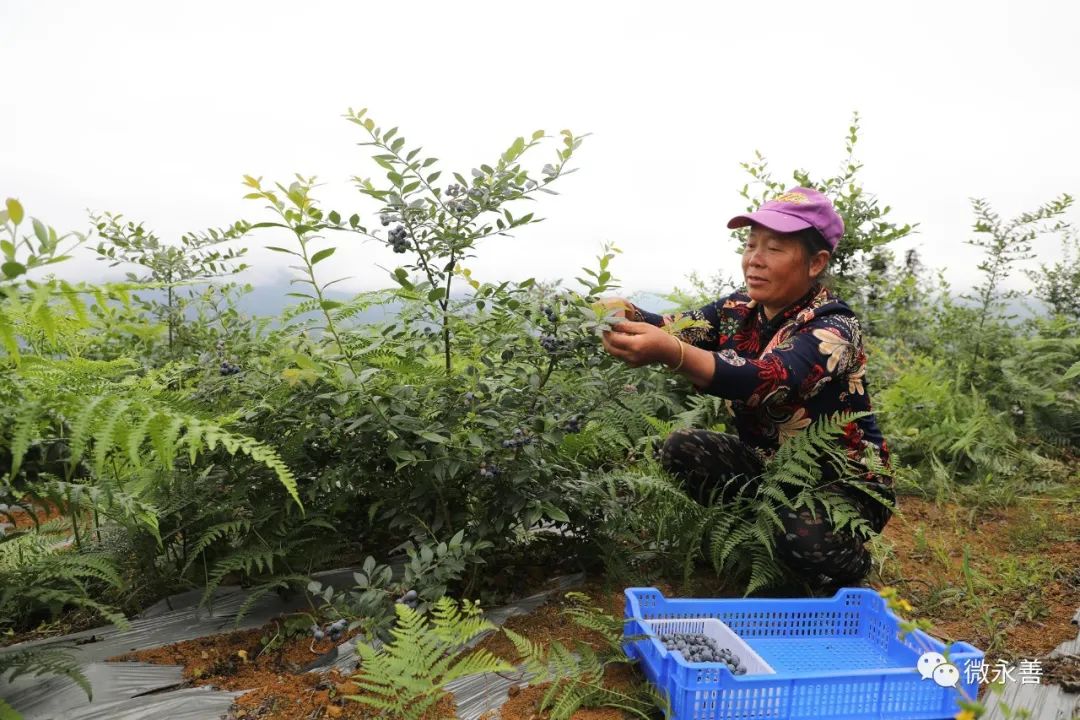 种植蓝莓致富视频_种植蓝莓赚钱吗_蓝莓致富经