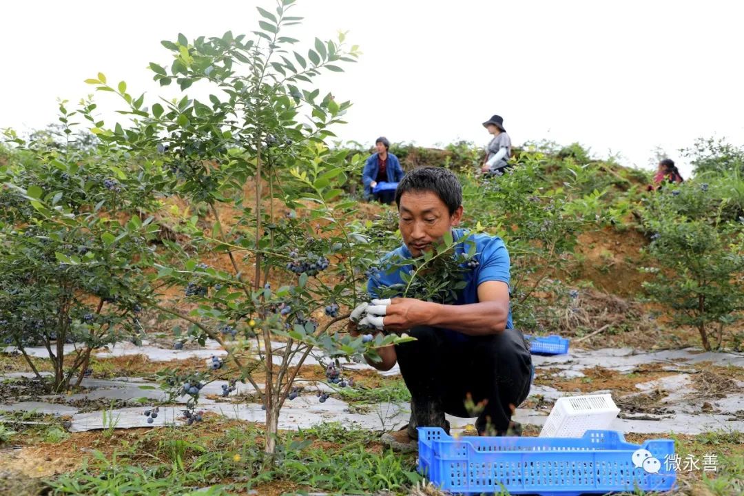 蓝莓致富经_种植蓝莓赚钱吗_种植蓝莓致富视频