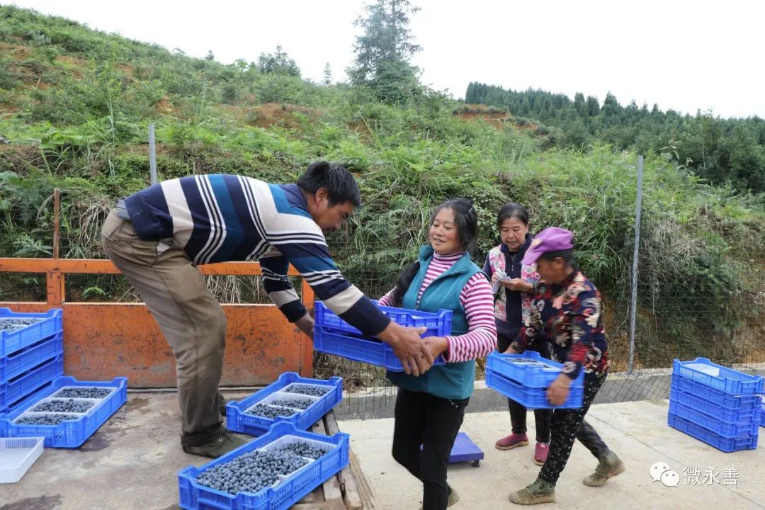 蓝莓致富经_种植蓝莓致富视频_种植蓝莓赚钱吗