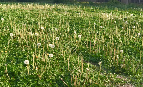 如何种植蒲公英？蒲公英的种植技术