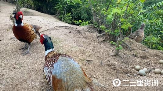 致富经七彩山鸡_致富经七彩山鸡视频_七彩山鸡养殖技术和视频