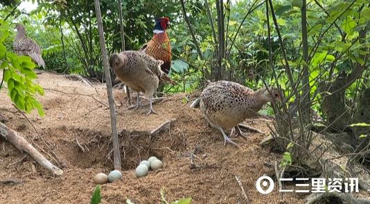 七彩山鸡养殖技术和视频_致富经七彩山鸡_致富经七彩山鸡视频