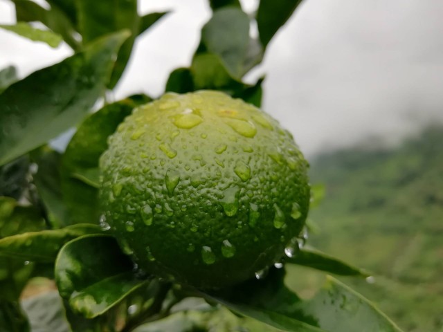 水果致富经_新闻致富水果种植视频_种植水果致富新闻