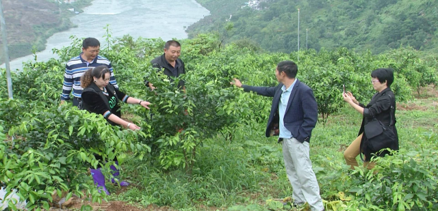 水果致富经_新闻致富水果种植视频_种植水果致富新闻