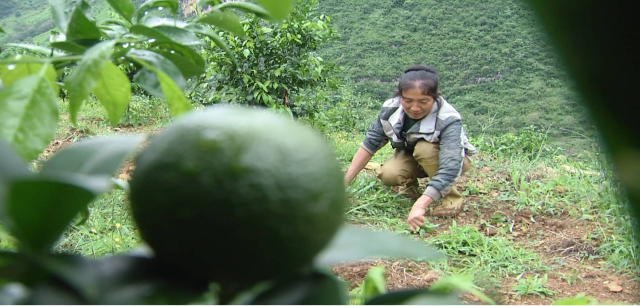 水果致富经_新闻致富水果种植视频_种植水果致富新闻