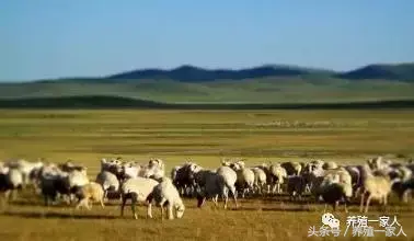 青草怎么喂牛_牛吃的青草种植技术_青草喂牛有营养吗