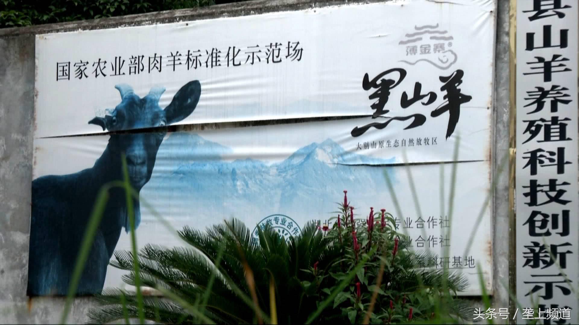 美女老板回乡养黑山羊，养出的羊被外交部推介给世界，有啥不一样