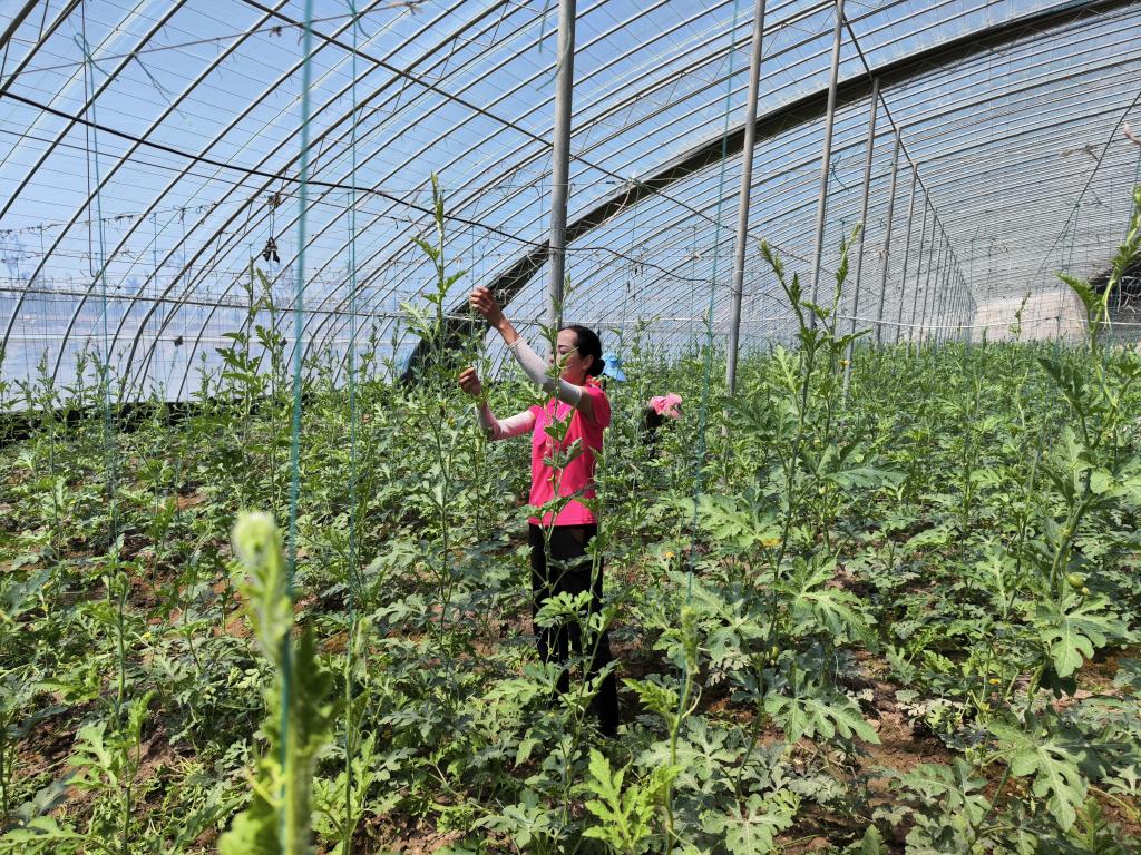 湘西种植什么药材好_适合湘西种植的果树_湘西种植致富果