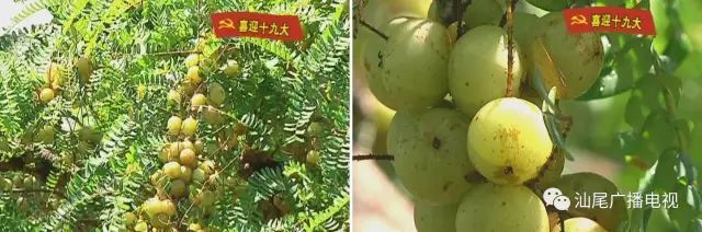 陆河这对夫妇回乡发展油柑种植　带领农民共同致富