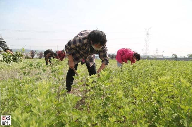 艾产业助力乡村振兴，农民企业家引领村民致富：年产值2.1亿