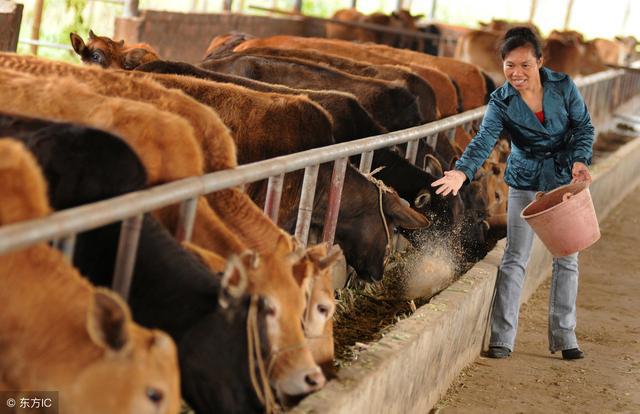 盐碱地养牛经，南方肉牛养殖技术问答