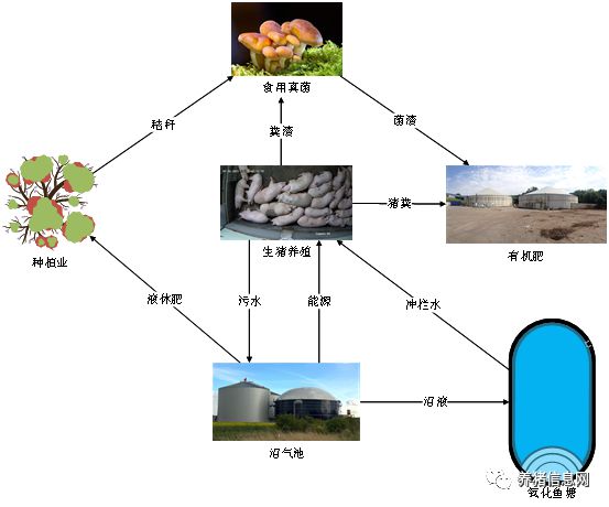 养殖致富养猪技术_养猪致富经_致富养殖养猪技术怎么样