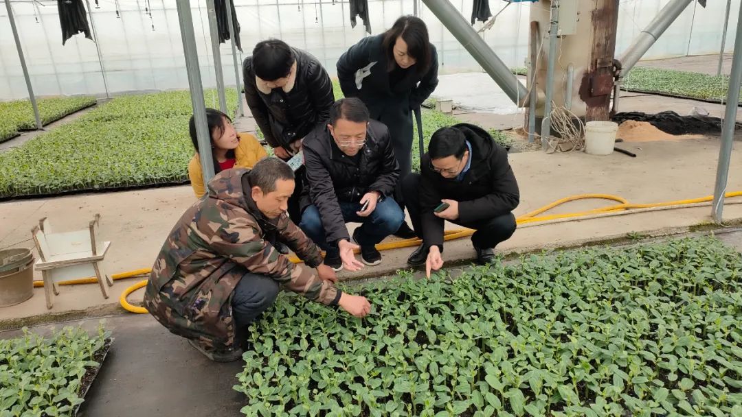 西瓜早熟新品种_种植早熟西瓜致富吗_早熟西瓜种植技术