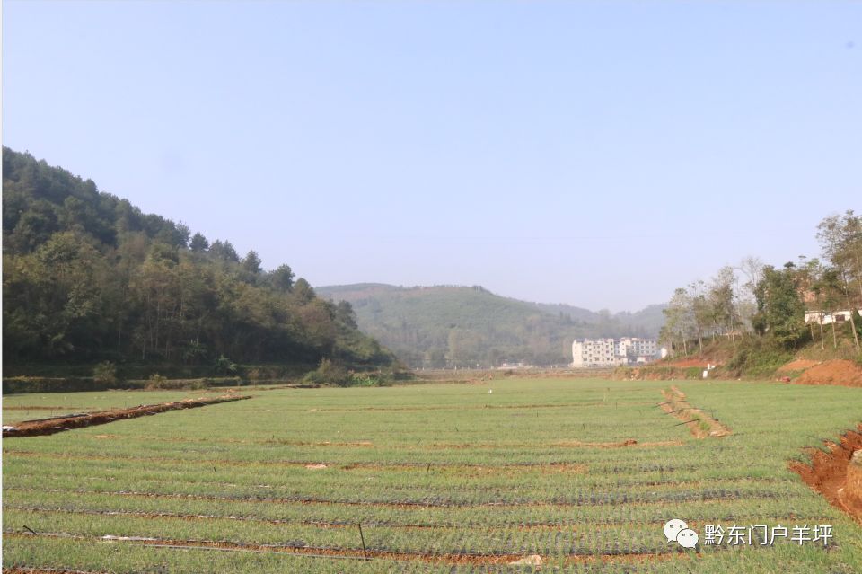 四季葱种植视频_致富经四季葱种植_致富葱四季种植时间