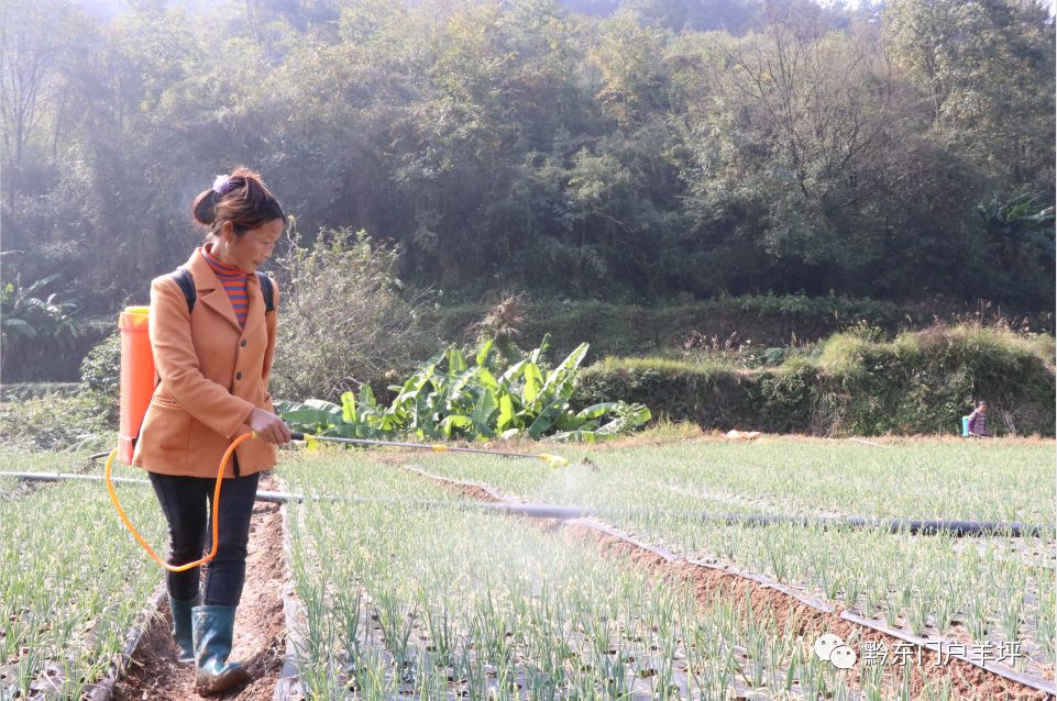 致富经四季葱种植_致富葱四季种植时间_四季葱种植视频