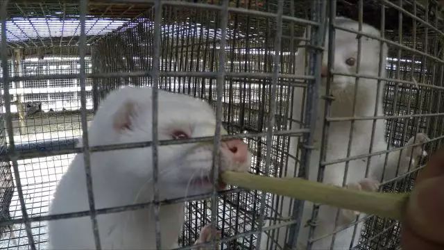 致富经 水貂 徐家宝_致富经 水貂 徐家宝_致富经 水貂 徐家宝