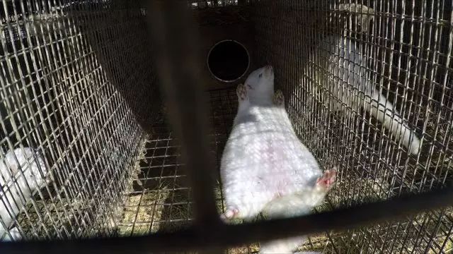 致富经 水貂 徐家宝_致富经 水貂 徐家宝_致富经 水貂 徐家宝
