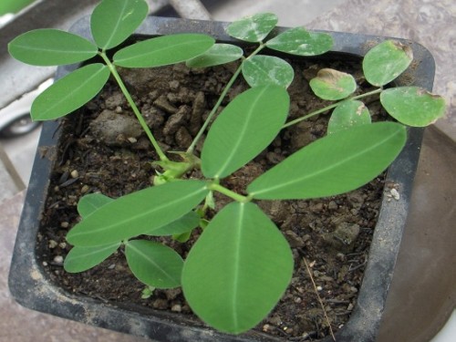 风铃草种植方法