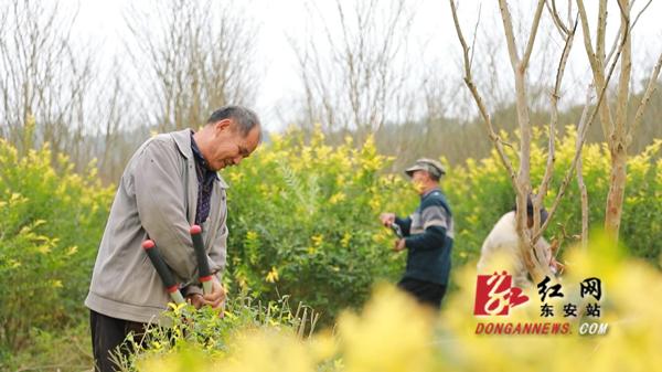 东安：“苗木经济”助力乡村振兴