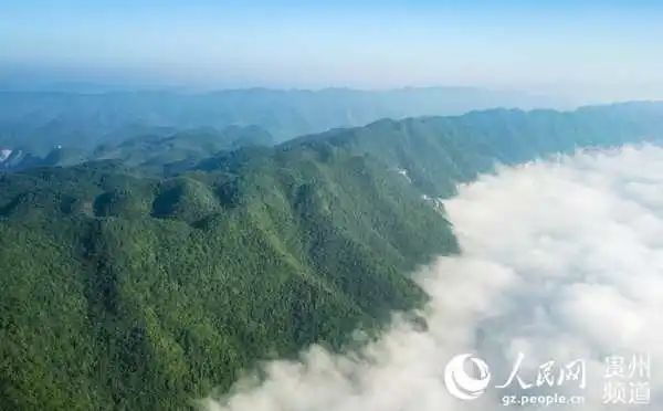 养殖致富门路_林下养殖致富新路_致富经林下养鸡